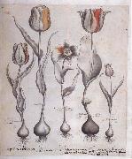 Basilius Besler Drawing for the Hortus Eystettensis oil painting